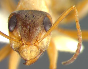 Media type: image;   Entomology 8879 Aspect: head frontal view